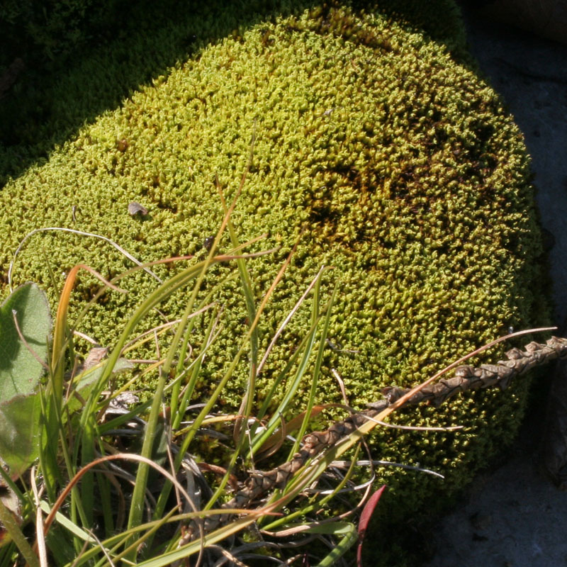 Tortella inclinata